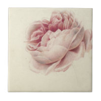 Roze Roos (1792) - Eterno Vintage Arte Botânica
