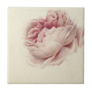 Roze Roos (1792) - Eterno Vintage Arte Botânica