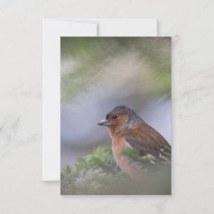 RSVP Finch Bird Nature Cartão com fotos