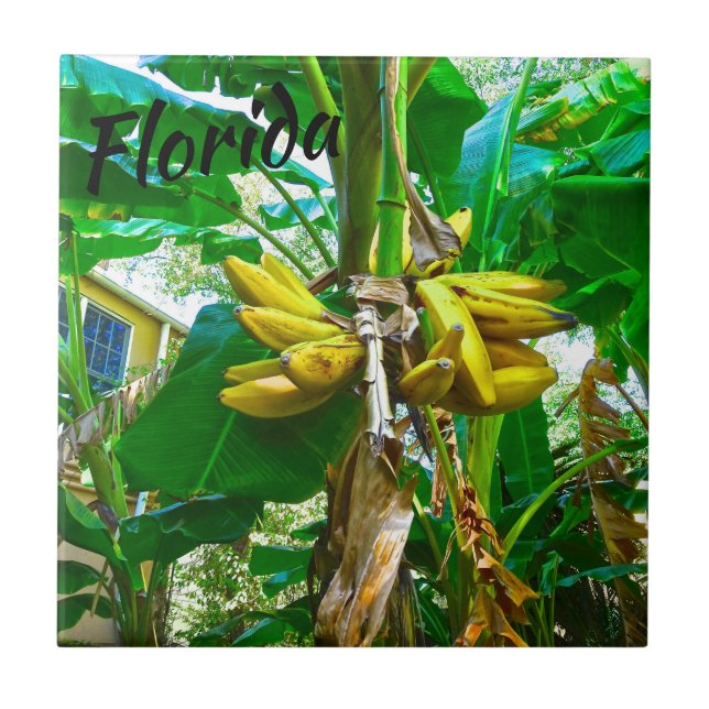 Rua Augustine, Flórida, Flórida, de Árvore de Bana (Frente)