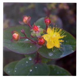 Rua, Azulejo decorativo do John