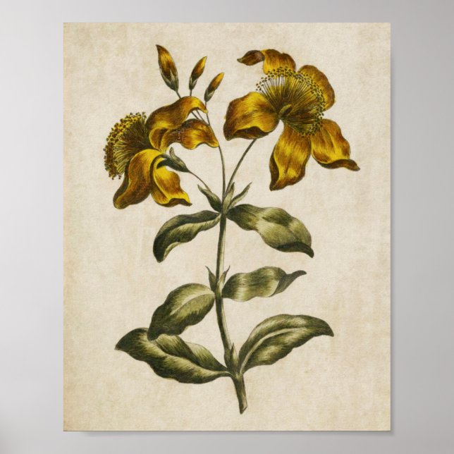 Rua botânica da Vintage, Impressão de João (Frente)