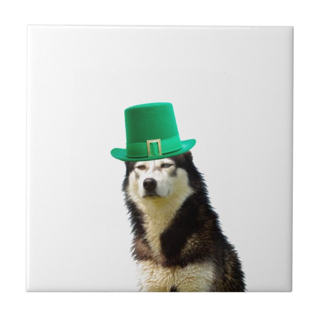 Rua de Cachorro Siberiano. Dia de Patrick (Frente)