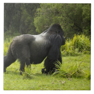 Ruanda, Parque Nacional dos Vulcões