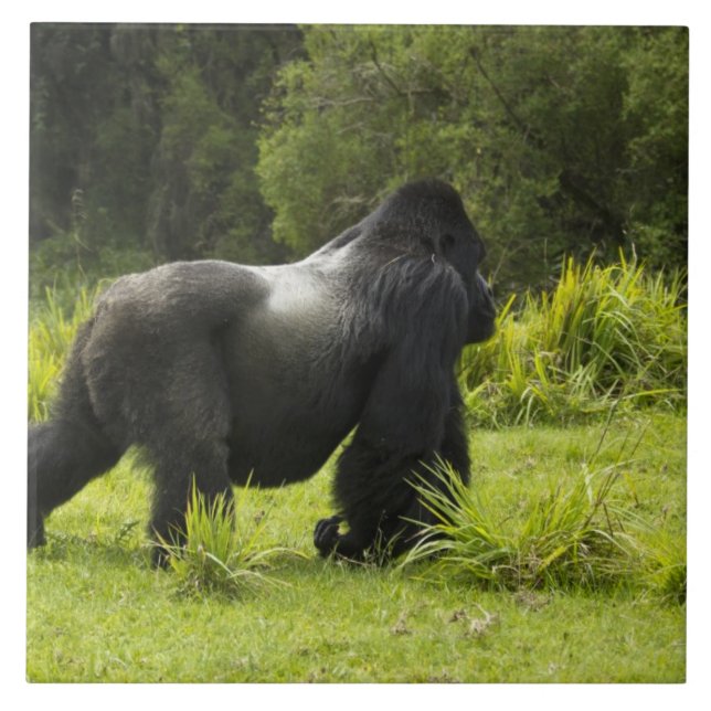 Ruanda, Parque Nacional dos Vulcões (Frente)