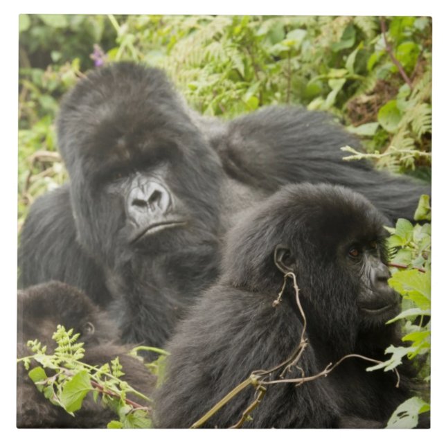 Ruanda, Parque Nacional dos Vulcões (Frente)
