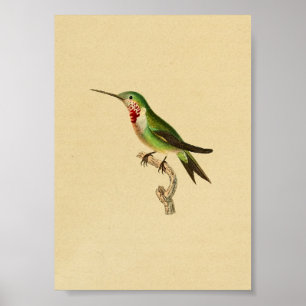 Rubi 1830 do impressão do colibri do vintage