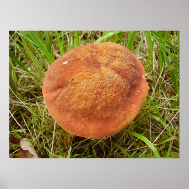 Ruby Bolete Mushroom Poster (Frente)