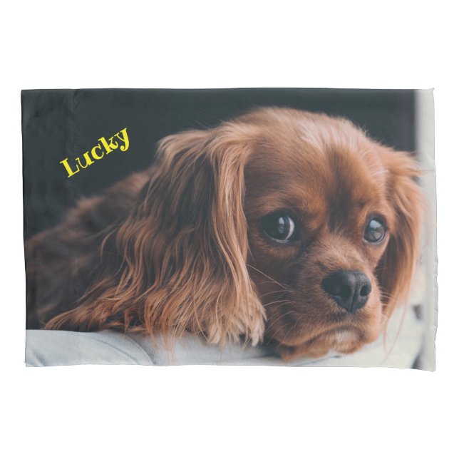 Ruby Cavalier King Charles Spaniel Dog (Frente)