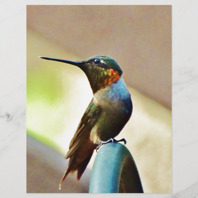 Ruby e pequeno beija-flor-verde (Frente)