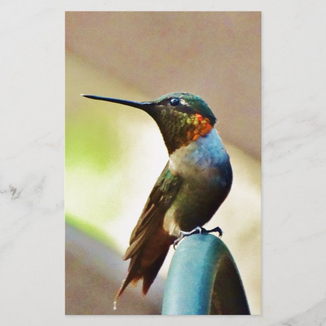 Ruby e pequeno beija-flor-verde (Frente)