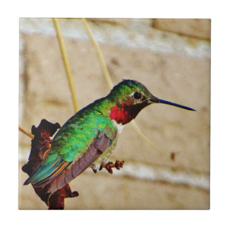 Ruby Green Hummingbird