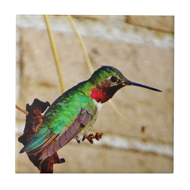 Ruby Green Hummingbird (Frente)
