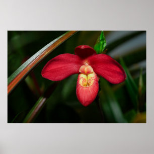 Ruby Red Lady Slipper Orchid Poster