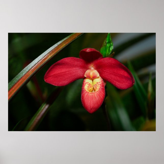 Ruby Red Lady Slipper Orchid Poster (Frente)