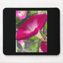 Ruby Red Morning Glory Mousepad