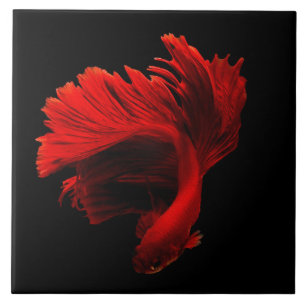 Ruby Red Siamese Fighting Fish