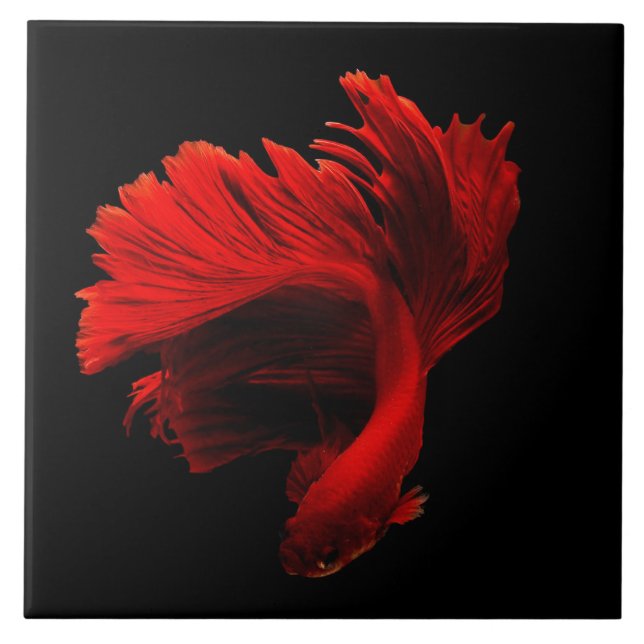 Ruby Red Siamese Fighting Fish (Frente)