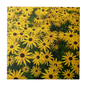 Rudbeckia Hirta (Susanos de Olhos Negros)