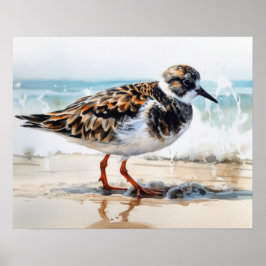 Ruddy Turnstone Bird Art Poster
