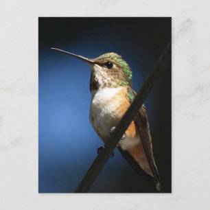Rufous Hummingbird - Cartões postais