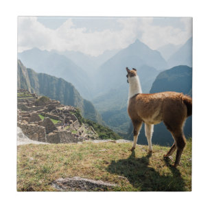 Ruínas de negligência do lama Machu Picchu, Pe