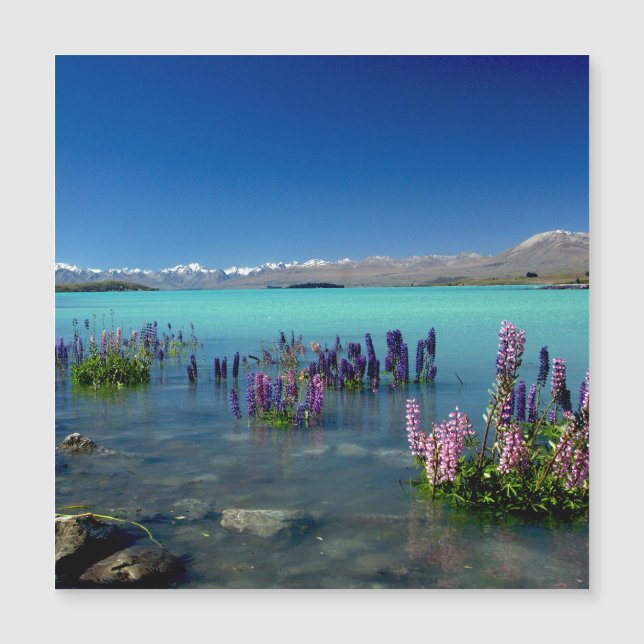 Russell Lupins no lago Tekapo, Magnet (Frente)