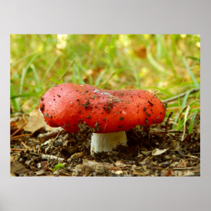 Russula Emetica Poster