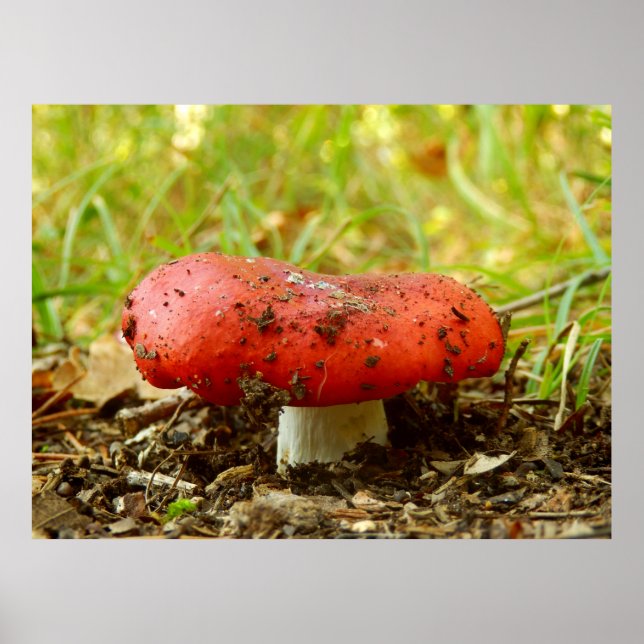 Russula Emetica Poster (Frente)