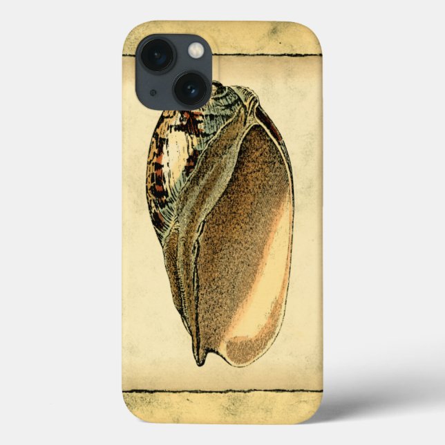 Rustic Vintage Seashell (Verso)