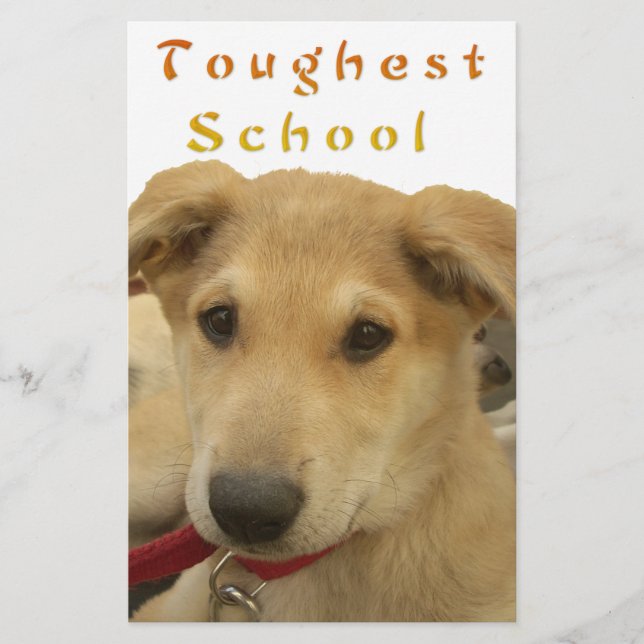 Sabedoria ouro: Uma Visão Cachorra da Escola da Vi (Frente)