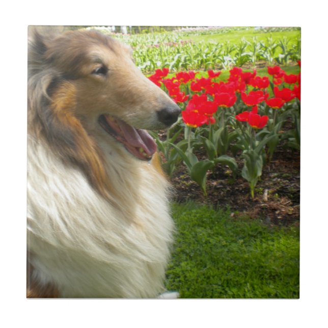 Sable Collie N the Tulips Azulejo Trivet (Frente)