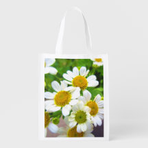 Bonito Flores de Margarida no Sol