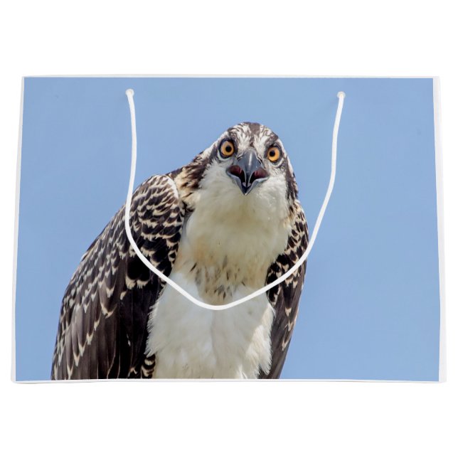 Sacola Para Presentes Grande Fechamento de um Osprey Juvenil (Frente)