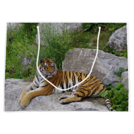 Sacola Para Presentes Grande Foto de retrato de um tigre siberiano