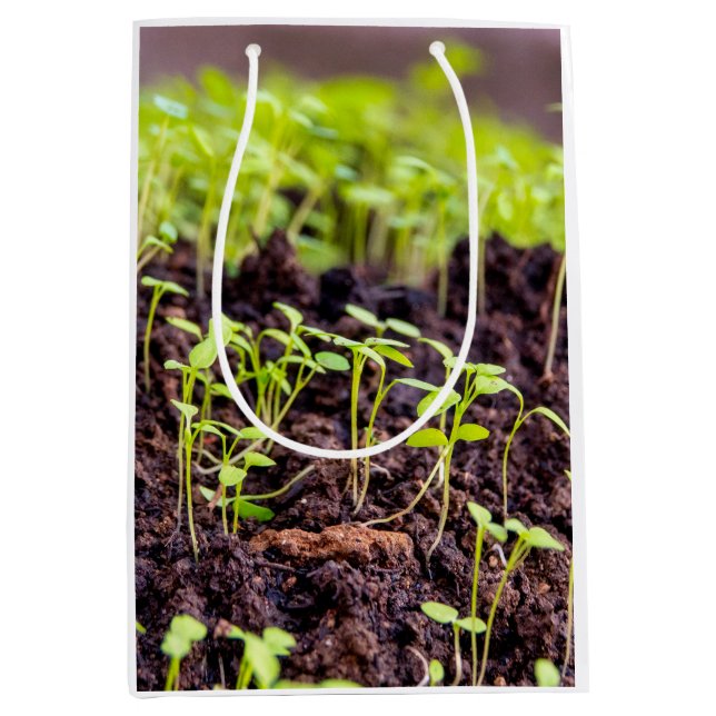 Sacola Para Presentes Média Aveia (Frente)