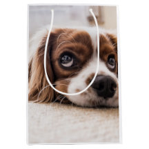 Cachorro Panelado De Olhos Tristes