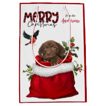 Chocolate Labrador Retriever Cachorro