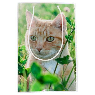 Sacola Para Presentes Média Ginger Cat com olhos verdes na grama