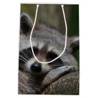 Raccoon