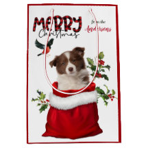 Red White Border Collie Puppy