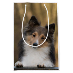 Sacola Para Presentes Média Sable adorável Sheltie, Sheepdog de Shetland