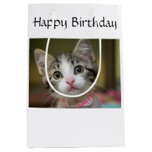 Um gatinho bonito com olhos verdes