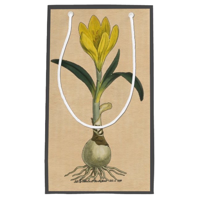 Sacola Para Presentes Pequena Amaryllis Tulip Botanical Garden Flower (Frente)