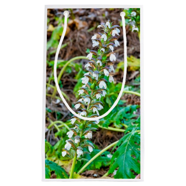 Sacola Para Presentes Pequena Chupas de urso (Frente)