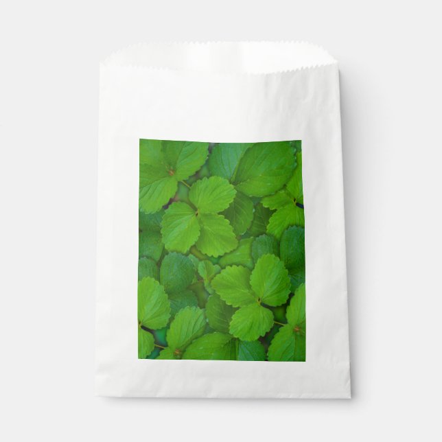 Sacolinha Santo Basil Tulsi Green Mint Folhas (Frente)