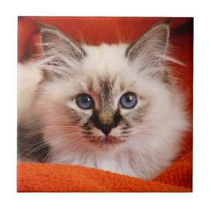 Sacred Birman Kitten