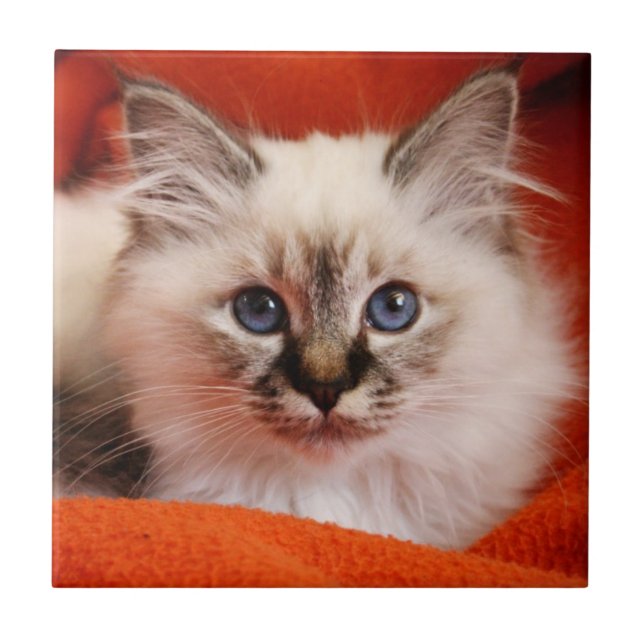 Sacred Birman Kitten (Frente)