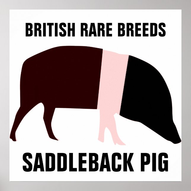 Saddleback Pig Poster (Frente)