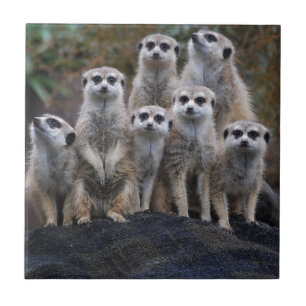 Safari animal África Suricate bonito de Meerkat